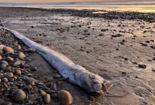 "Is Disaster Near? 'Doomsday Fish' Surfaces in Mexico"