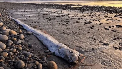 "Is Disaster Near? 'Doomsday Fish' Surfaces in Mexico"