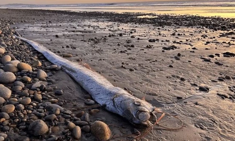 "Is Disaster Near? 'Doomsday Fish' Surfaces in Mexico"