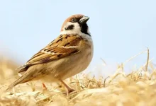 The Silent Disappearance of Sparrows: A Call for Conservation on World Sparrow Day 2025