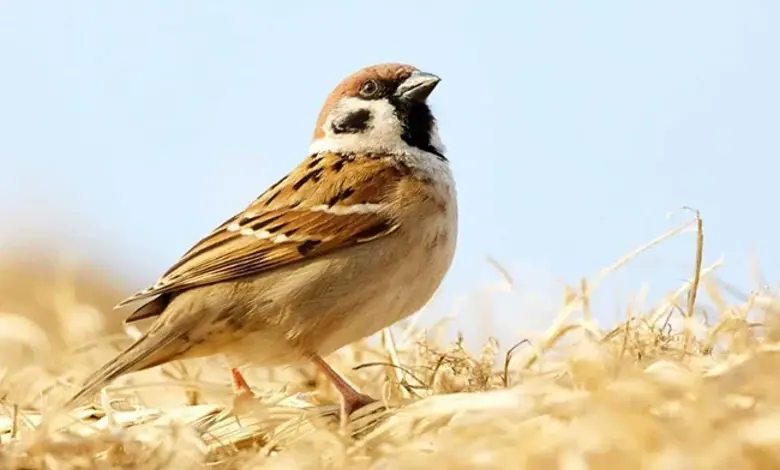 The Silent Disappearance of Sparrows: A Call for Conservation on World Sparrow Day 2025