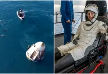 Dolphins Make a Splash in Welcoming Sunita Williams and Butch Wilmore Back to Earth
