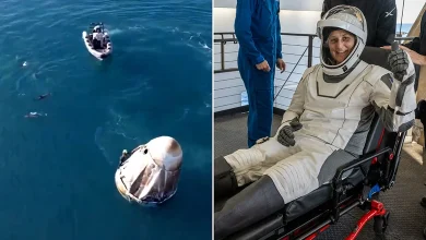 Dolphins Make a Splash in Welcoming Sunita Williams and Butch Wilmore Back to Earth