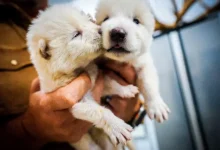 WATCH Video | Dire wolves howl again after more than 12,000 years