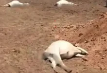 Dead cows at Bhiladiyaji Mahajan Panjrapole in Deesa after suspected fodder poisoning linked to extreme heat and humidity.