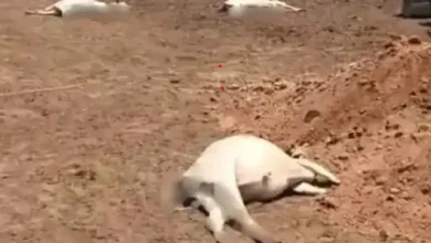 Dead cows at Bhiladiyaji Mahajan Panjrapole in Deesa after suspected fodder poisoning linked to extreme heat and humidity.