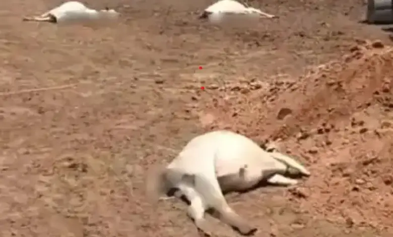 Dead cows at Bhiladiyaji Mahajan Panjrapole in Deesa after suspected fodder poisoning linked to extreme heat and humidity.