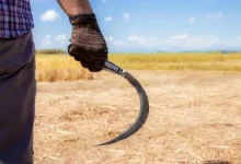 Murder in Nanduri village, Jamnagar, following farmers' tree-cutting dispute.