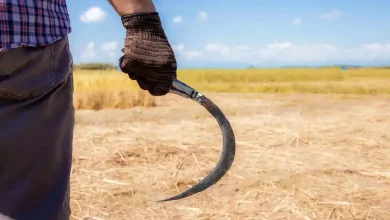 Murder in Nanduri village, Jamnagar, following farmers' tree-cutting dispute.