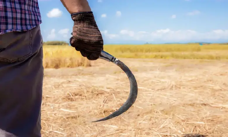 Murder in Nanduri village, Jamnagar, following farmers' tree-cutting dispute.