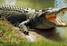 Doctor Death, fugitive serial killer who fed victims to crocodiles, arrested from Rajasthan