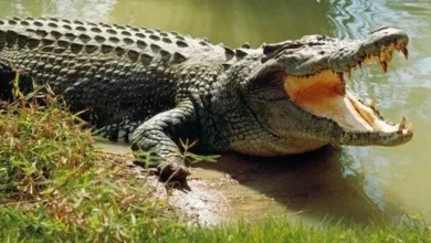 Doctor Death, fugitive serial killer who fed victims to crocodiles, arrested from Rajasthan