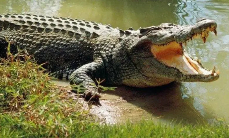 Doctor Death, fugitive serial killer who fed victims to crocodiles, arrested from Rajasthan
