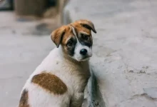 Delhi High Court Urges Action on Stray Dog Rehabilitation Policy