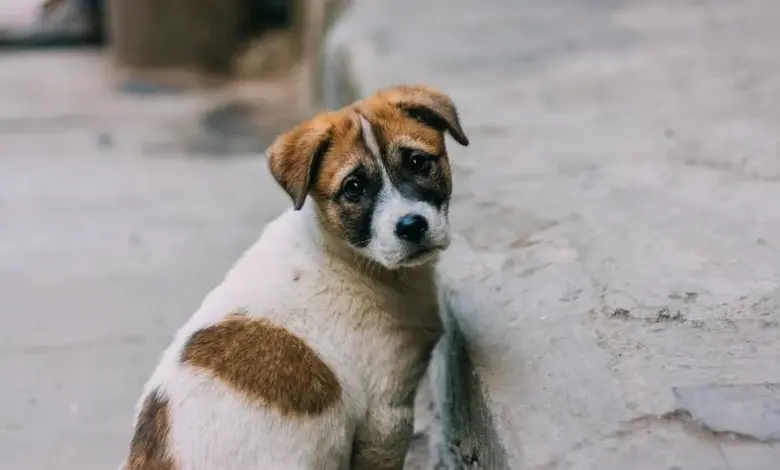 Delhi High Court Urges Action on Stray Dog Rehabilitation Policy