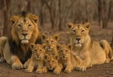 Majestic Asiatic lion in Gujarat, symbolizing the 2025 census revealing a thriving population of 891.