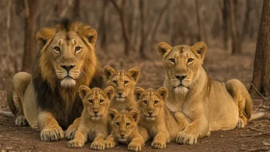 Majestic Asiatic lion in Gujarat, symbolizing the 2025 census revealing a thriving population of 891.