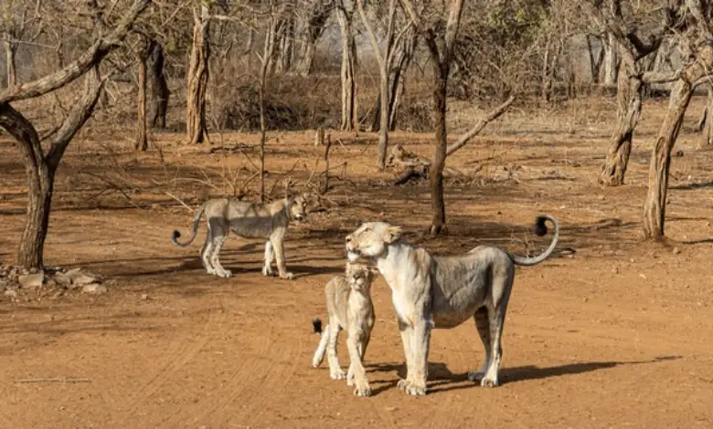 Record pride of 20 Asiatic lions spotted in Gujarat during 16th lion census, signaling growing population in Saurashtra.