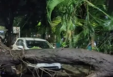 Fallen tree aftermath in Vikhroli after Mumbai monsoon, highlighting accident site with emergency personnel.