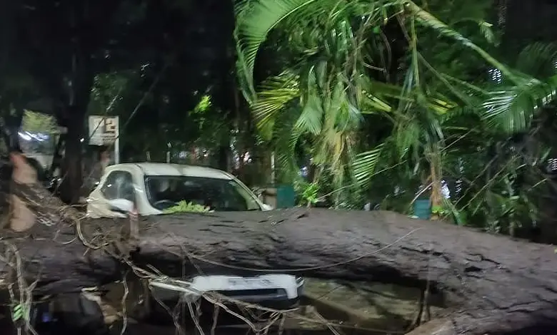 Fallen tree aftermath in Vikhroli after Mumbai monsoon, highlighting accident site with emergency personnel.
