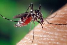 National Dengue Day 2025: Early Monsoon Spark Advisory on Prevention.