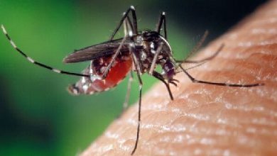 National Dengue Day 2025: Early Monsoon Spark Advisory on Prevention.