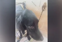 A woman in Bengaluru has allegedly killed her pet dog and kept its decomposing body hidden in her apartment for days, in what appears to be a case of occult ritualistic practices.