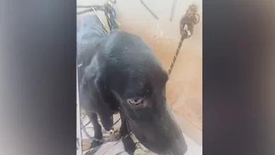 A woman in Bengaluru has allegedly killed her pet dog and kept its decomposing body hidden in her apartment for days, in what appears to be a case of occult ritualistic practices.