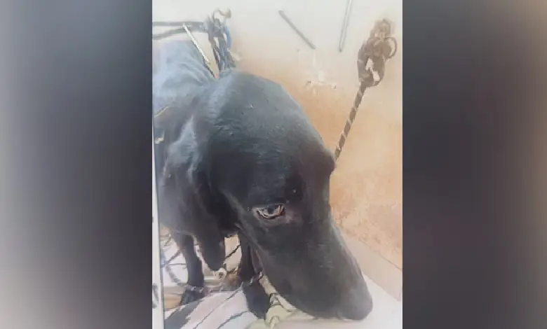 A woman in Bengaluru has allegedly killed her pet dog and kept its decomposing body hidden in her apartment for days, in what appears to be a case of occult ritualistic practices.