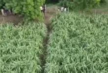 Search teams in Kamrej, Surat using drones and dog squads to find missing one-year-old girl taken by a stray dog near a construction site.