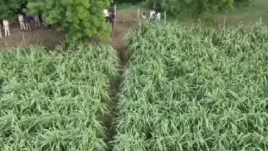 Search teams in Kamrej, Surat using drones and dog squads to find missing one-year-old girl taken by a stray dog near a construction site.