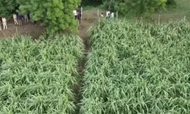 Search teams in Kamrej, Surat using drones and dog squads to find missing one-year-old girl taken by a stray dog near a construction site.