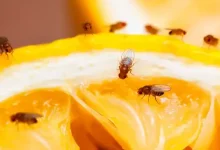 Banish Fruit Flies Naturally: Effective Home Remedies