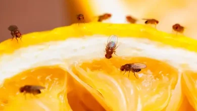 Banish Fruit Flies Naturally: Effective Home Remedies
