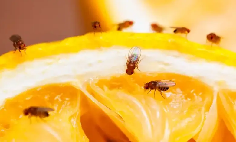 Banish Fruit Flies Naturally: Effective Home Remedies