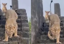 Lioness and Cub Take Over Rooftop Retreat in Girgadhada, Slip Away at Sunrise | WATCH
