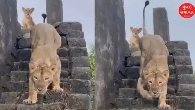 Lioness and Cub Take Over Rooftop Retreat in Girgadhada, Slip Away at Sunrise | WATCH