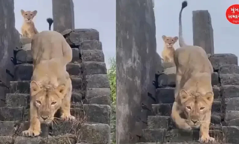Lioness and Cub Take Over Rooftop Retreat in Girgadhada, Slip Away at Sunrise | WATCH