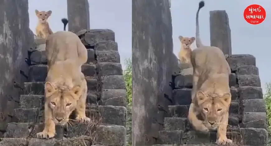 Lioness and Cub Take Over Rooftop Retreat in Girgadhada, Slip Away at Sunrise | WATCH