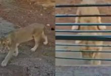 ‘Puncture Wali Sinhan’: Gir Lioness Becomes Viral Sensation for Deflating Safari Tyres