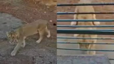 ‘Puncture Wali Sinhan’: Gir Lioness Becomes Viral Sensation for Deflating Safari Tyres