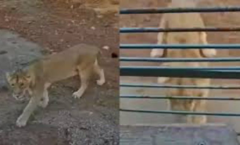 ‘Puncture Wali Sinhan’: Gir Lioness Becomes Viral Sensation for Deflating Safari Tyres