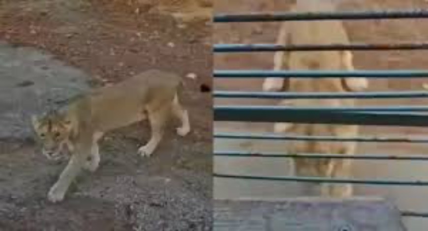 ‘Puncture Wali Sinhan’: Gir Lioness Becomes Viral Sensation for Deflating Safari Tyres