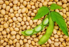 Why Soy Deserves a Place in Your Diet