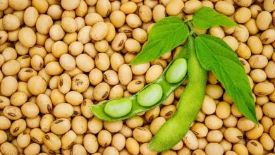Why Soy Deserves a Place in Your Diet