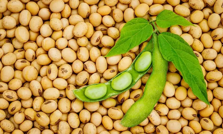 Why Soy Deserves a Place in Your Diet