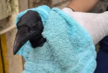 Tree cutting kills over 45 birds at housing society in Maharashtra's Thane