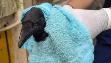 Tree cutting kills over 45 birds at housing society in Maharashtra's Thane