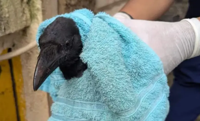 Tree cutting kills over 45 birds at housing society in Maharashtra's Thane