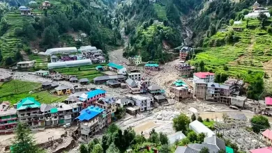 Heroic Dog’s Bark Saves 60 Lives in Himachal Pradesh Landslide Disaster